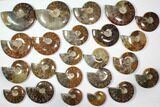 Lot: - Polished Whole Ammonite Fossils - Pieces #116625-1